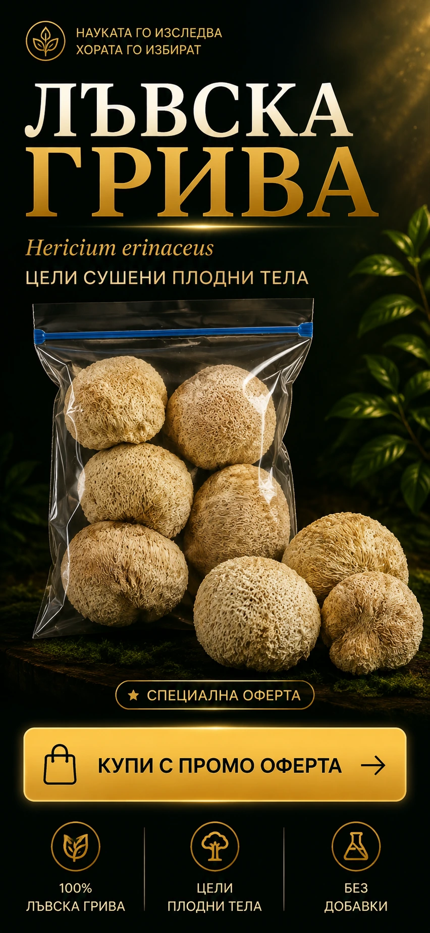 Лъвска грива — цели сушени плодни тела